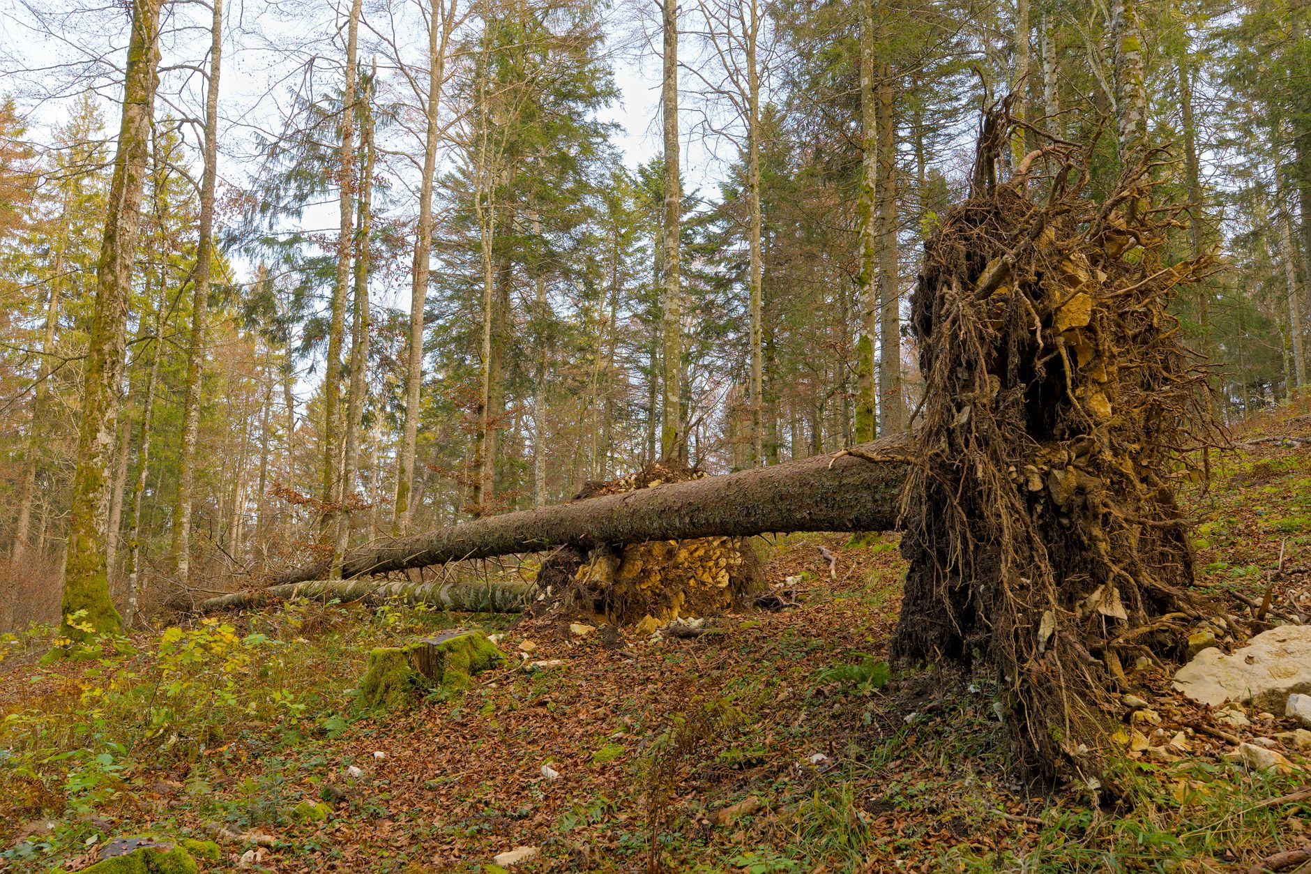 Enlèvement arbre urgence équipe à Nantes